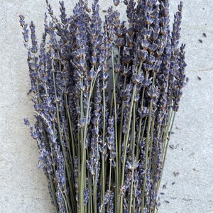Grosso Lavender Dried Preserved