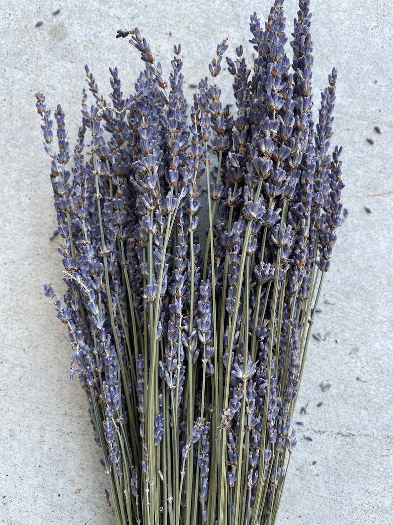 Grosso Lavender Dried Preserved