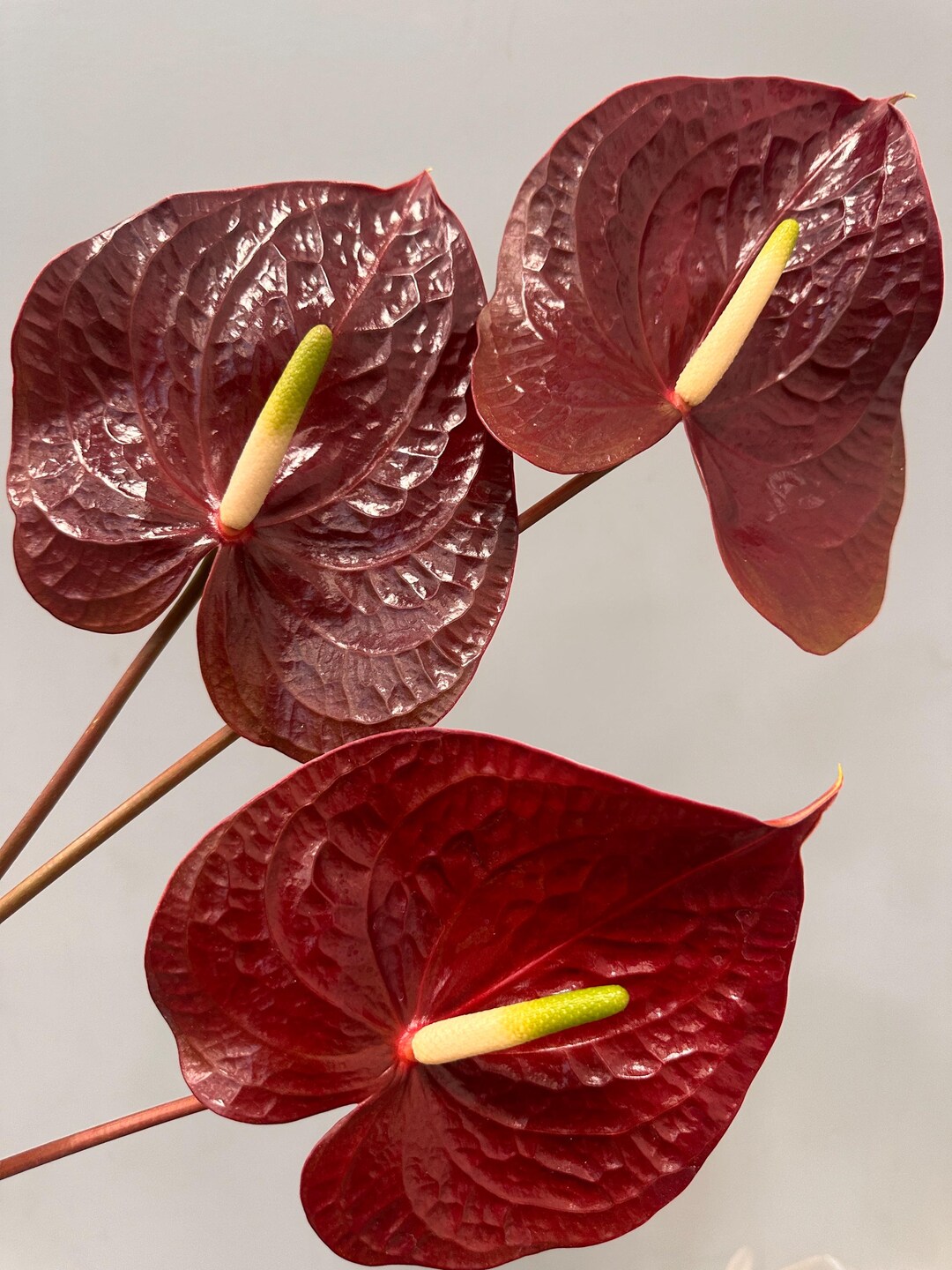 Fresh Cut Anthurium Burgundy Stems | Long-Lasting Tropical Flowers |  Wedding & Event Dcor