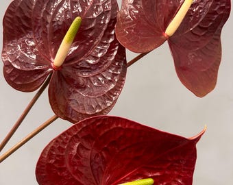 Anthurium 'red Tiger' by HU | Rare Exotic Anthurium | Mother Plant