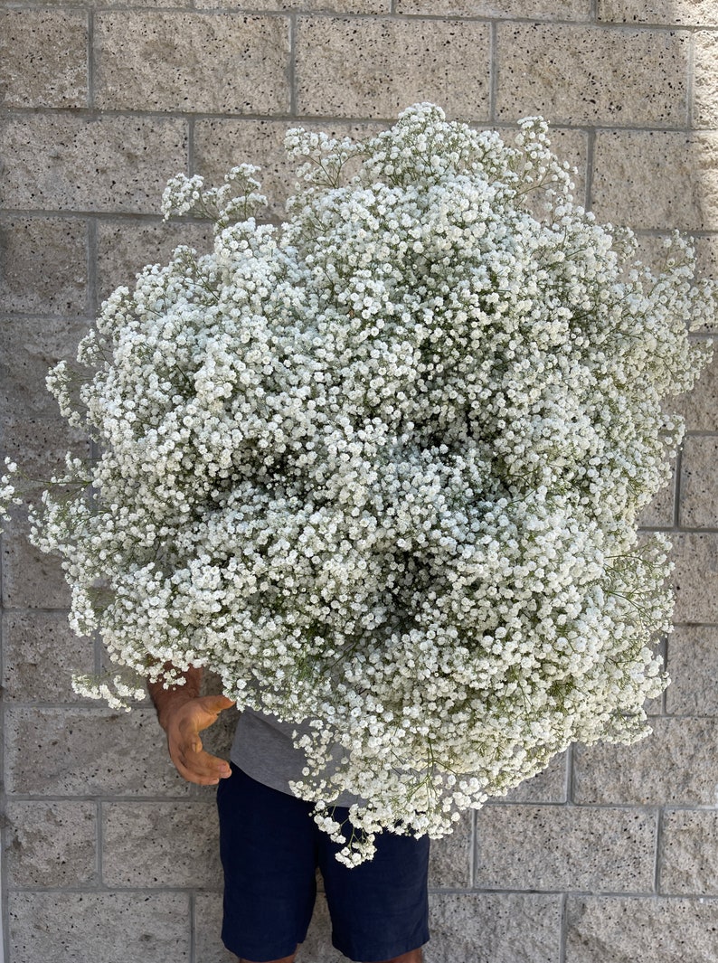 bulk babies breath
