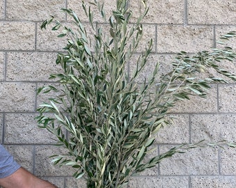Large Fresh/Dried Olive Branches, California Grown Olive Leaves