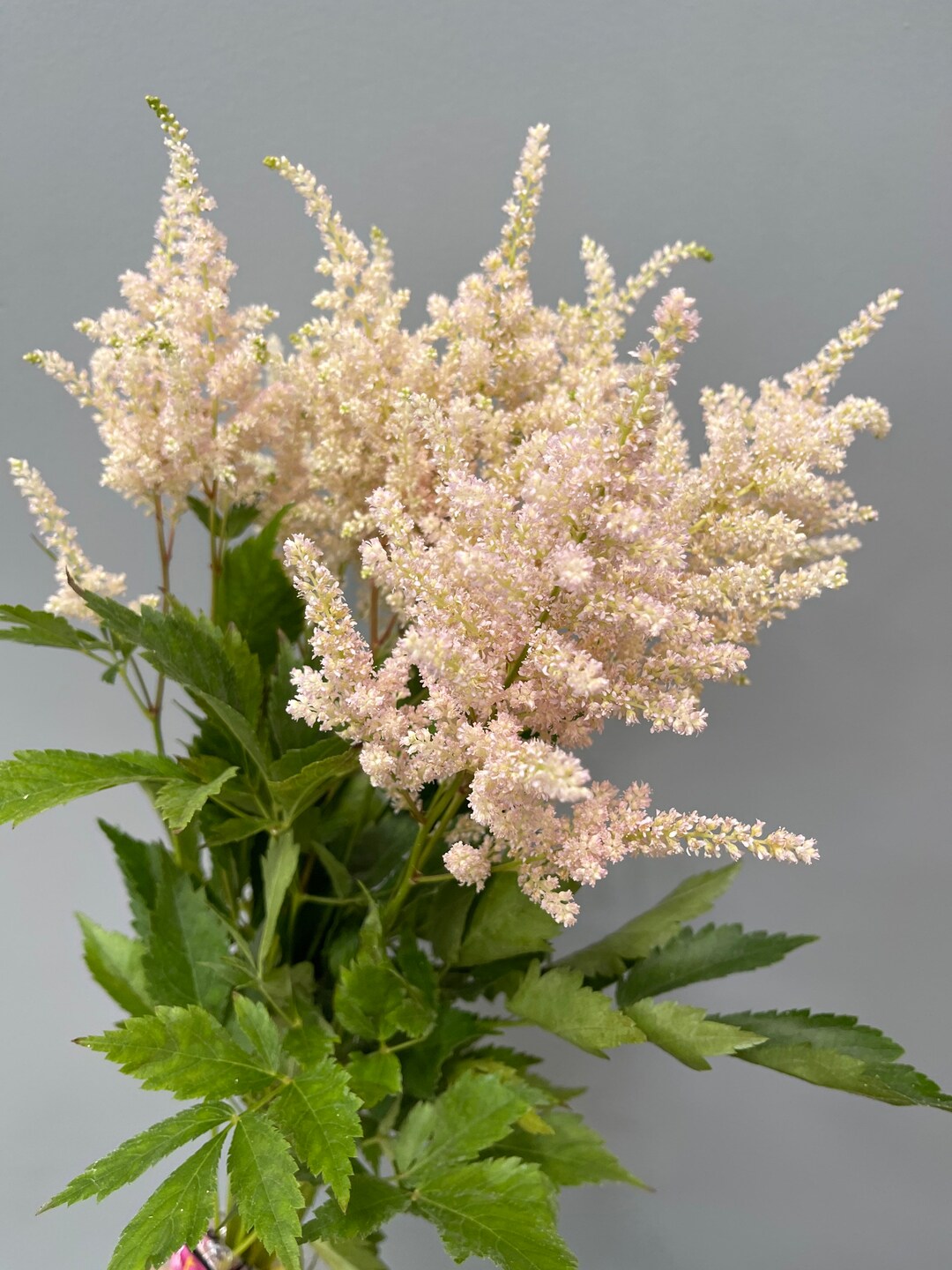 20 Fresh Blush Astilbi Luxury Filler Cut Flower Bulk Wedding Flowers