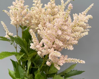 20 Fresh Blush Astilbi - Luxury Filler - Cut Flower -  Bulk Wedding Flowers - Wholesale Flowers