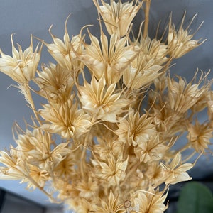 Preserved Nigella // Dried & Cream Nigella Bundle// Preserved Natural and Bleached // Wedding Flowers // Dried Flowers //
