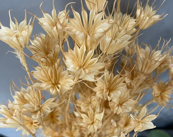 Preserved Nigella // Dried & Cream Nigella Bundle// Preserved Natural and Bleached // Wedding Flowers // Dried Flowers //