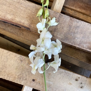 May include: A single stem of white orchids with green buds against a wooden background.