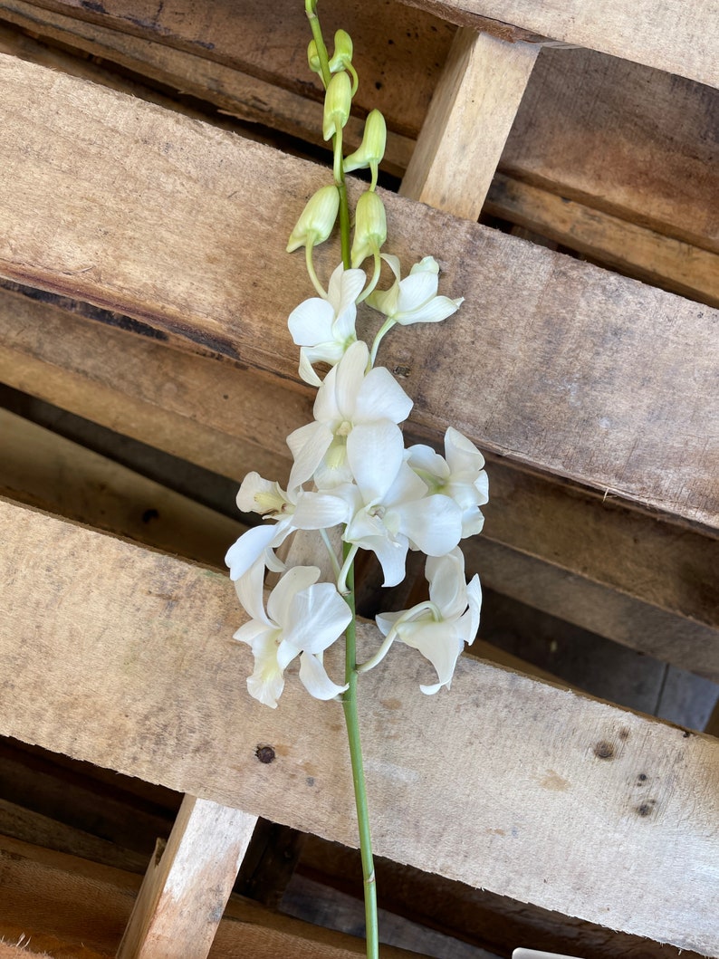 May include: A single stem of white orchids with green buds against a wooden background.