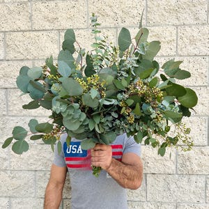 Fresh Eucalyptus Mix Bundle, California Grown Eucalyptus, Silver Dollar, Seeded Eucalyptus, Baby Eucalyptus