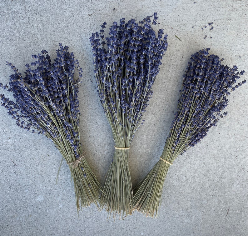 dried lavender flowers
english lavender bulk