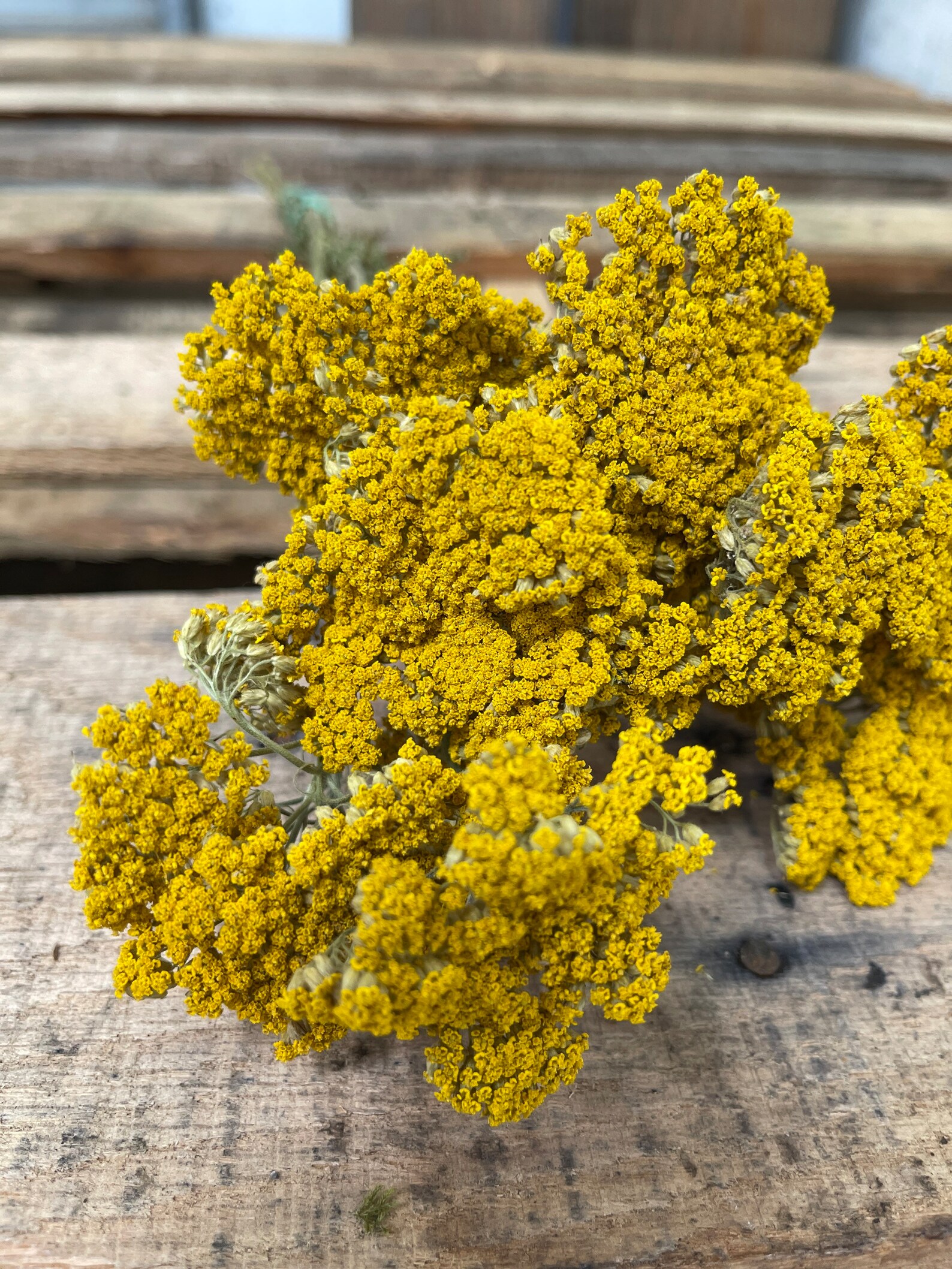10 Stems Yellow Yarrow // Natural Dried Achillea & Preserved Etsy