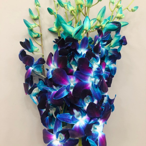 Fresh Tinted Blue Dendrobium Orchids // 10 Stems per Bundle // Fresh Orchids // Wedding Centerpieces