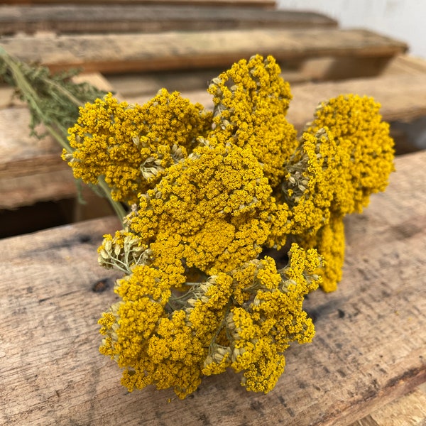 Yellow Dried Flowers Etsy