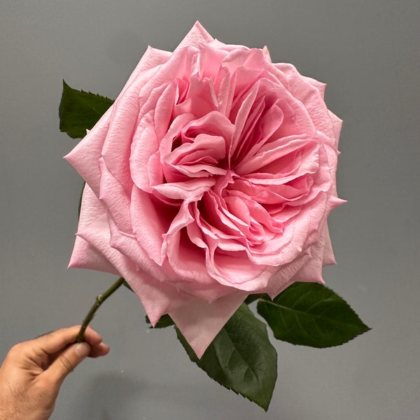 XL Fresh Pink English Garden Roses | Wedding Bouquet, 24 Stems