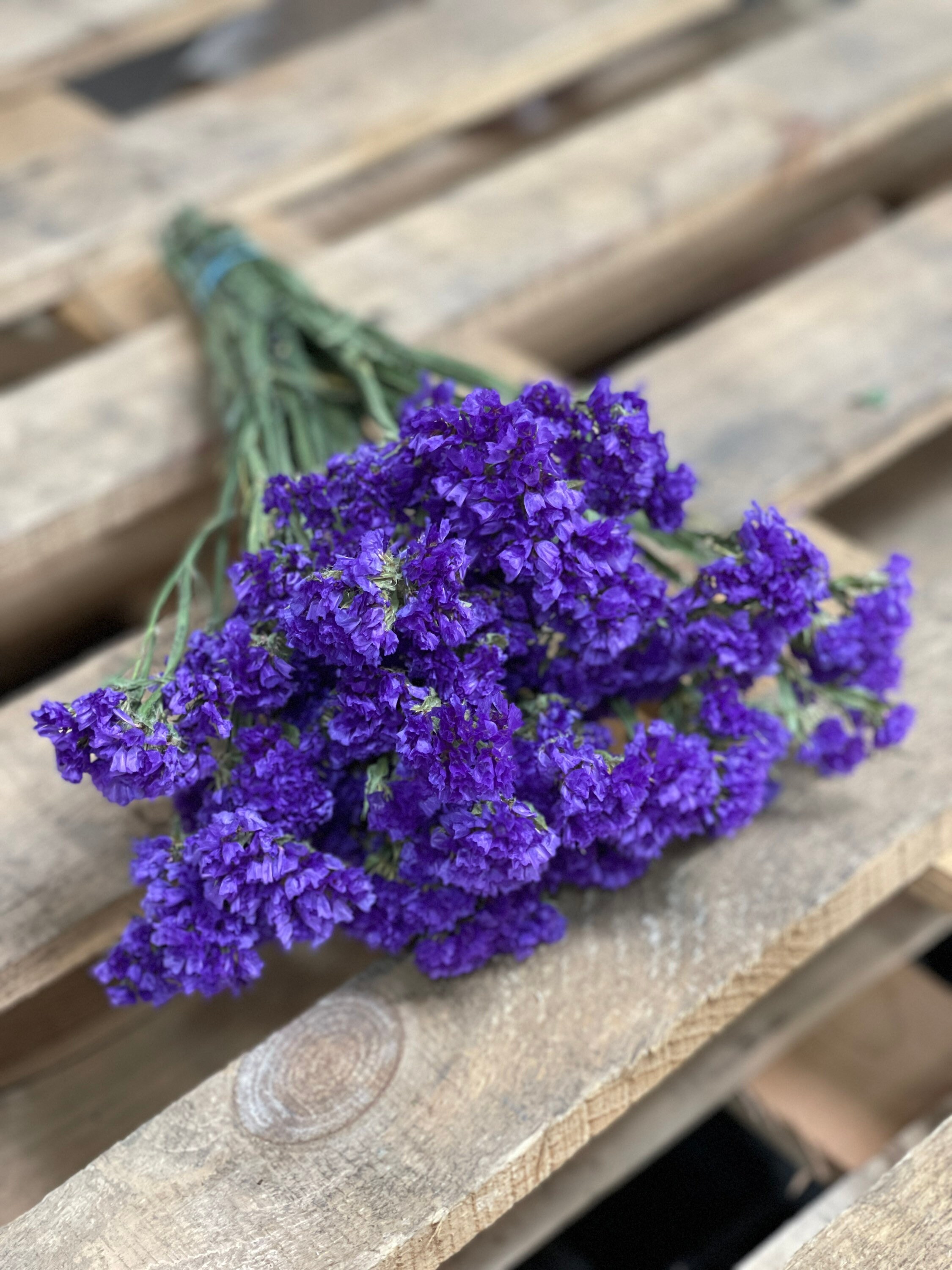 Lavender Flowers Air Dried Premium Blue Fragrant (90+ Stems)