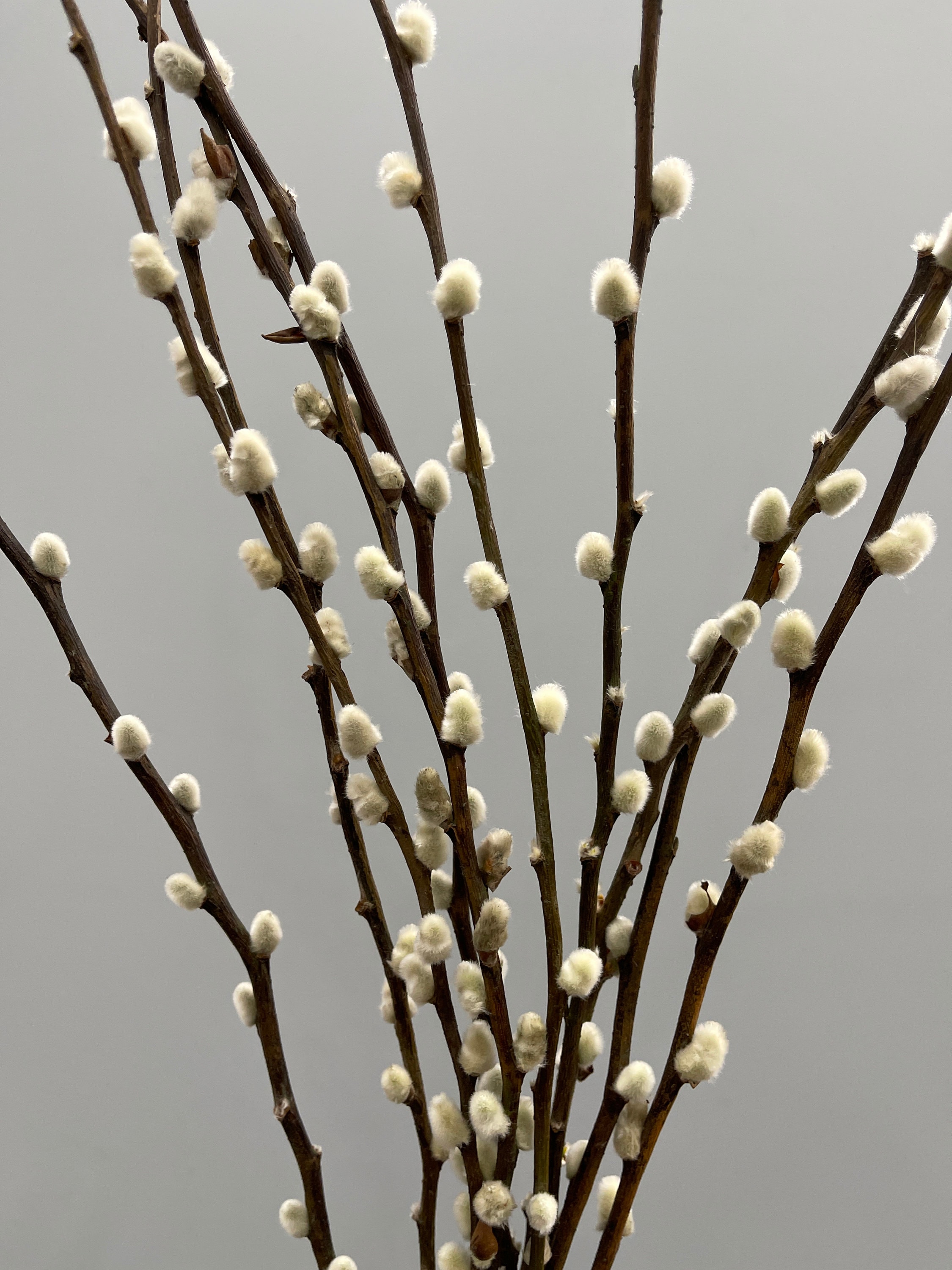 20 Stems Natural Preserved Pussy Willow Branches // Real Willow // Home  Decor // Dried Flowers // California Grown// Easter Holiday 