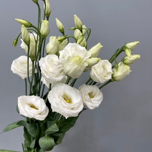 20 Fresh White Lisianthus - Fresh - Cut Flower -  Bulk Wedding Flowers