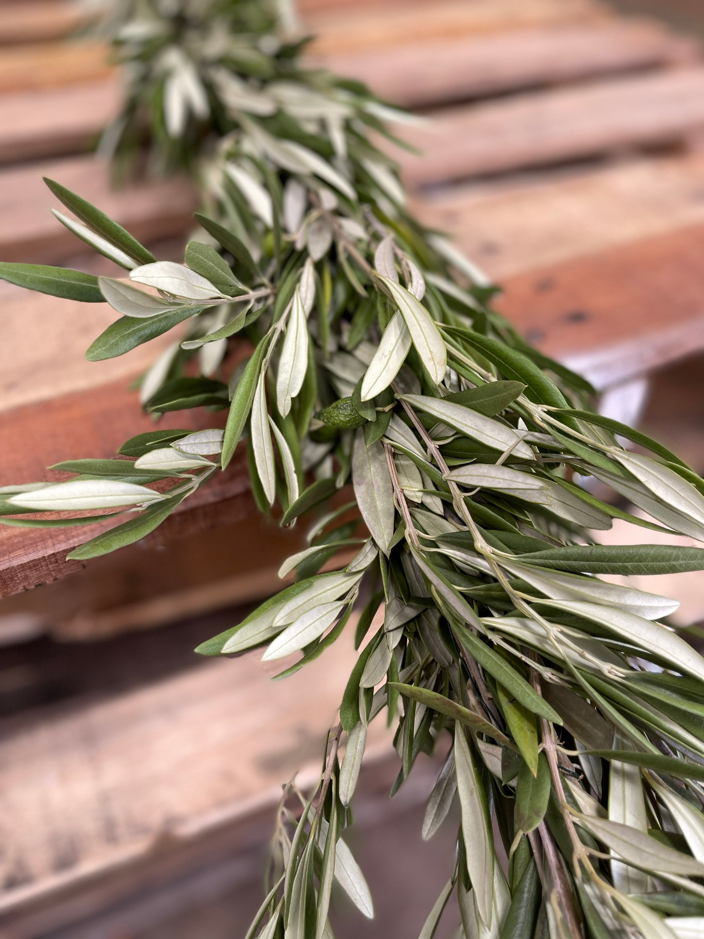 Fresh Olive Garland // Natural CA Grown Olive Branches // Wedding