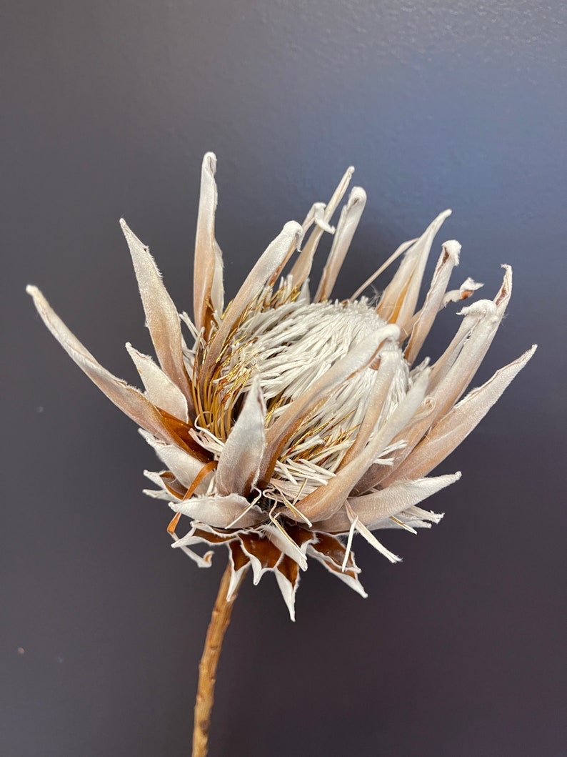 Large King Protea Stem // Naturally Grown Protea in Sunny California // Pink Eye image 3