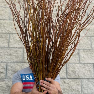Curly Willow Branches /Corkscrew Willow Bundle / Twisted Willow Branches