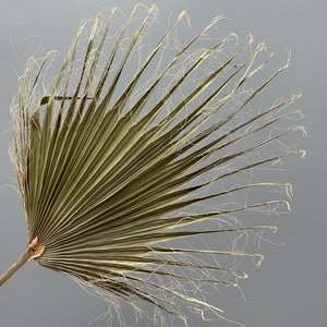 5 Large Sage Palms // Dried Preserved Palms/ Home Decor // Naturally Grown and Preserved // Dried Palms Assorted Sun Palms