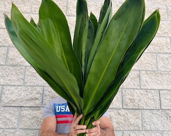 10 XL Ti Leafs / Fresh Cut Large Ti Leaf stems /