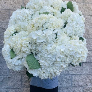 bulk hydrangea