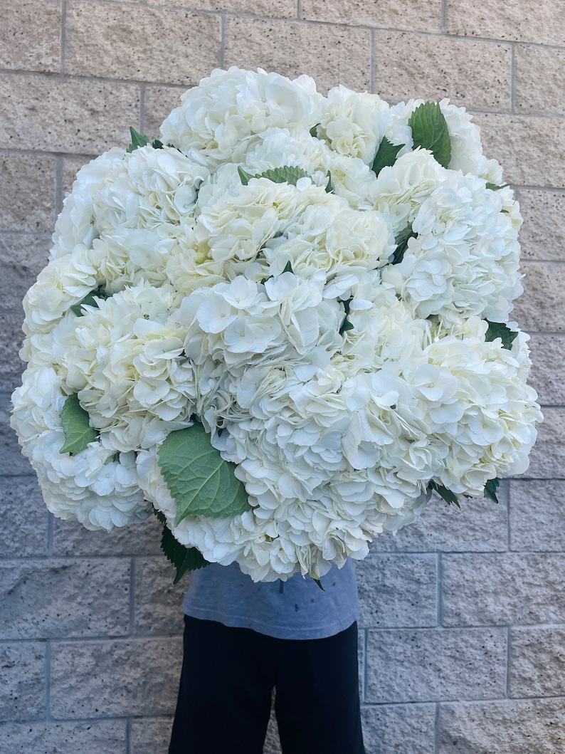 bulk hydrangea