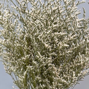 Preserved White Misty // Dried Wedding Flowers // White Caspia // Naturally Grown Misty Lemonium // California Grown