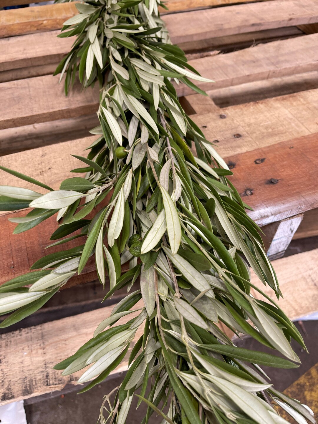 Fresh Olive Garland // Natural CA Grown Olive Branches // Wedding