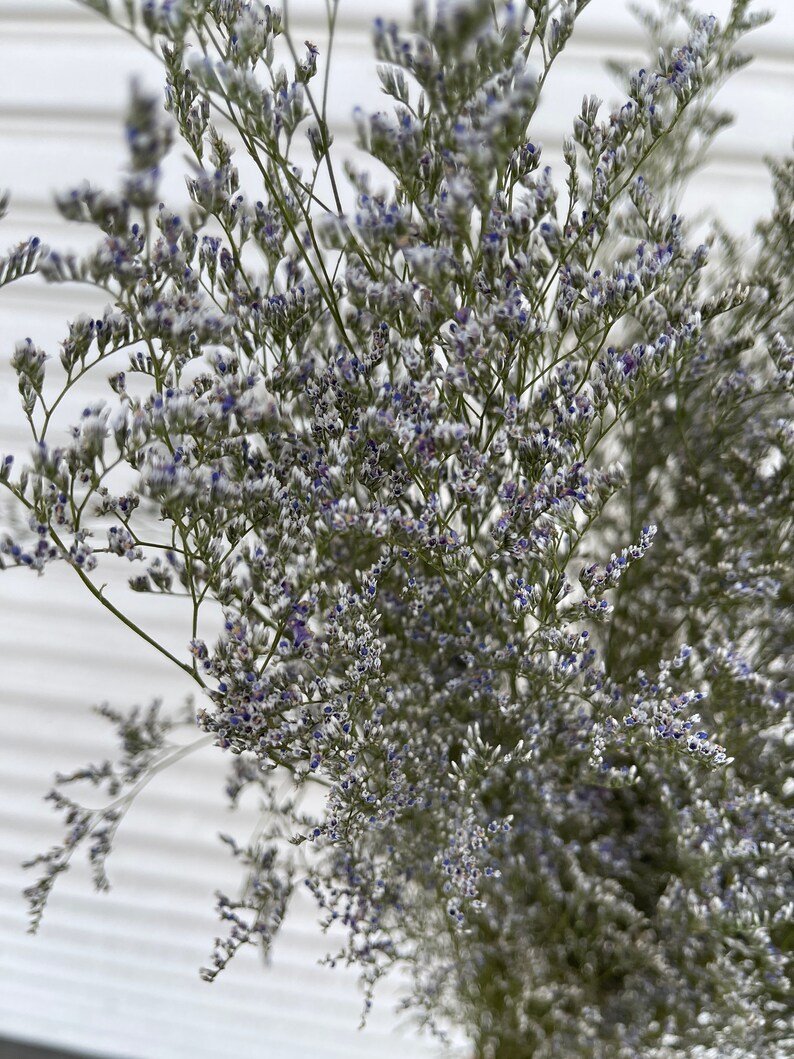 Preserved Blue Misty // Sea Lavender // Caspia // Naturally Grown Blue Misty Lemonium // California Grown image 5