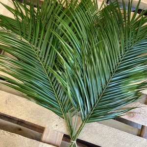 Fresh (10ct) Robellini Palm Fronds// Palm Leaf // Palm Sunday // Tropical Decor // Wedding Palms // Palms
