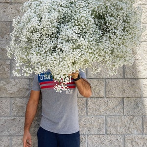 fresh baby breath