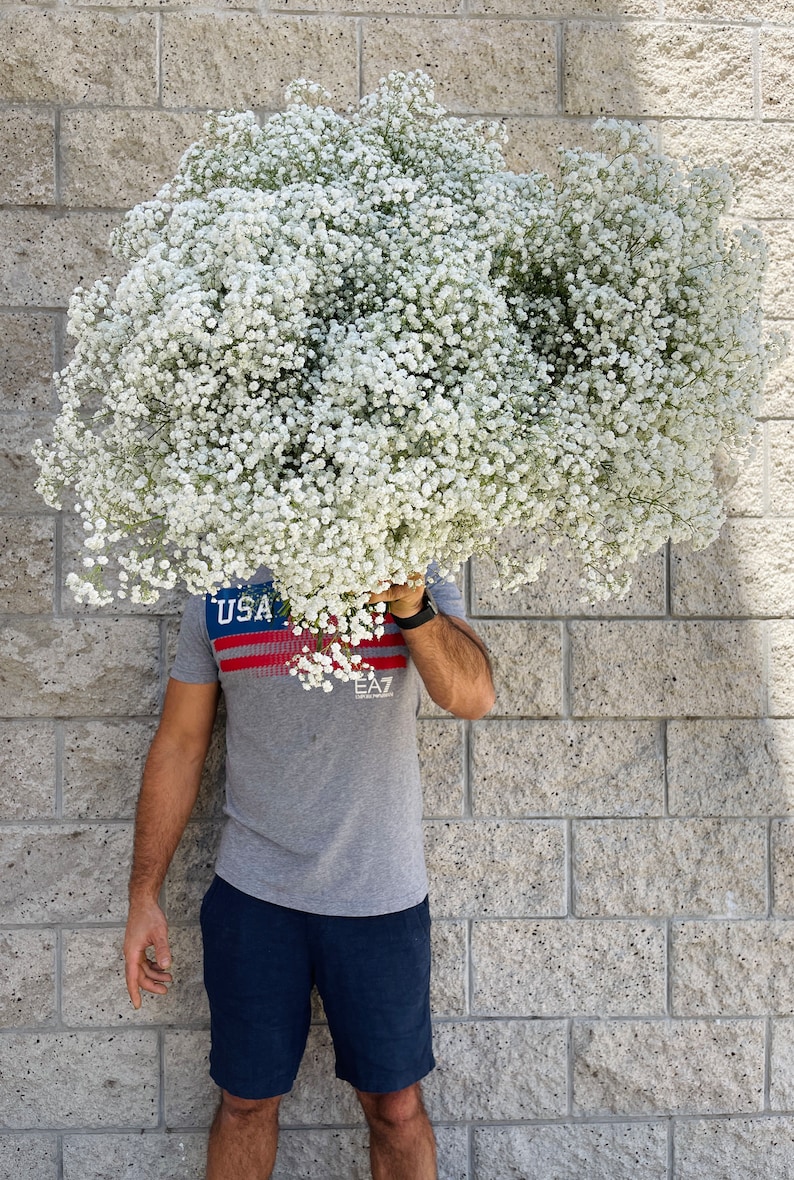 fresh baby breath
