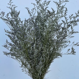 Preserved Blue Misty // Sea Lavender // Caspia // Naturally Grown Blue Misty Lemonium // California Grown image 3