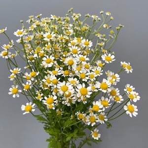 30 Fresh Chamomile - Fever Few - Cut Flower -  Bulk Wedding Flowers - Wholesale Flowers