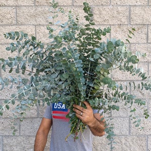 Large Fresh/Dried Baby Blue Eucalyptus Bundle, California Grown Eucalyptus