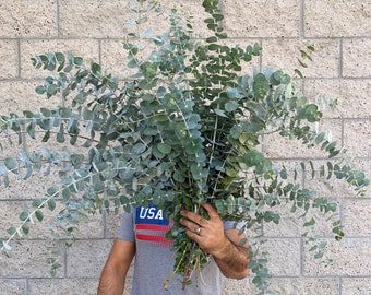 Large Fresh/Dried Baby Blue Eucalyptus Bundle, California Grown Eucalyptus