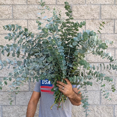 Large Fresh Silver Dollar Eucalyptus Bundle California Grown Etsy