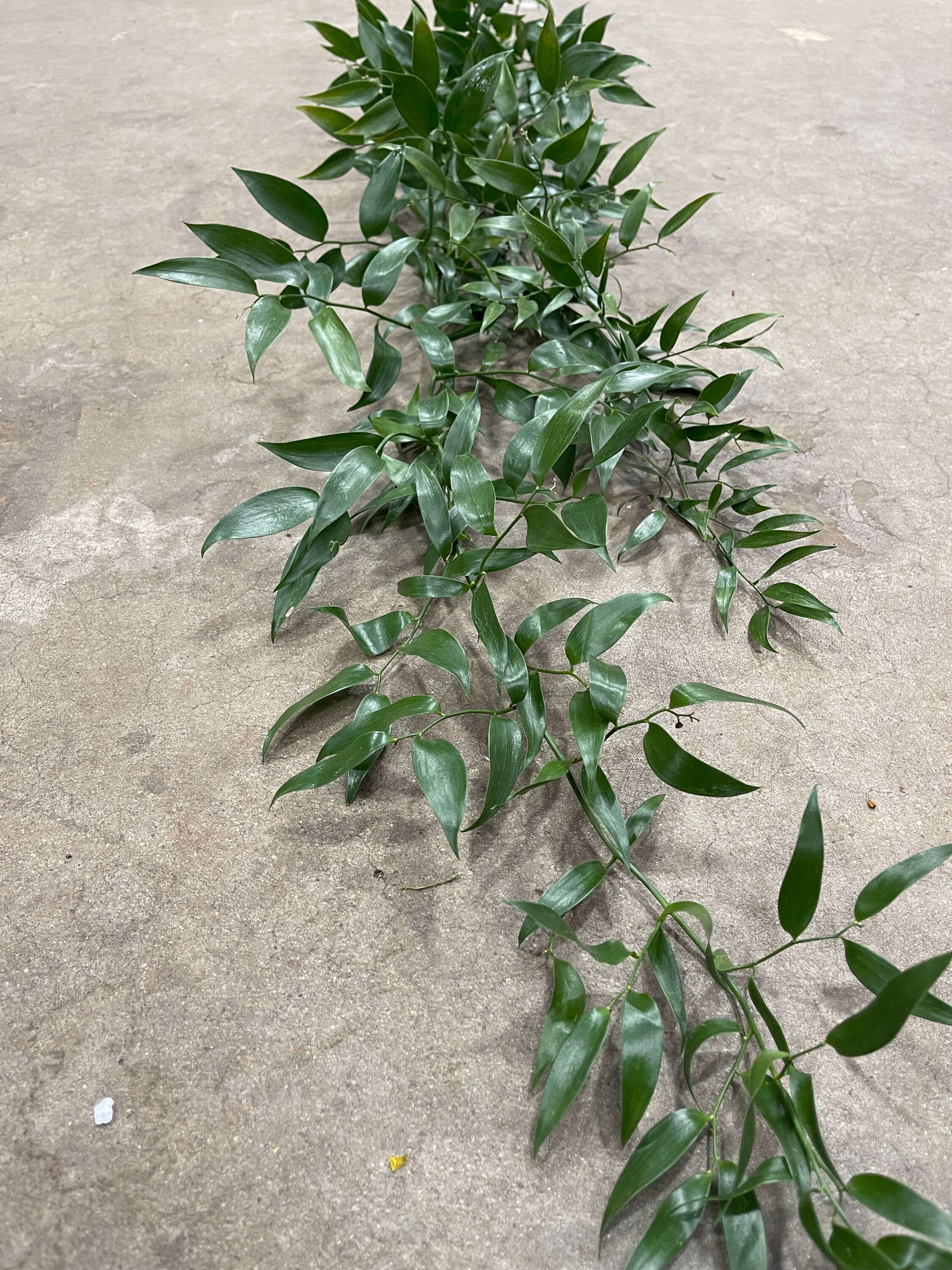 Fresh Israeli Ruscus & Olive Leaf Garland - Terrain
