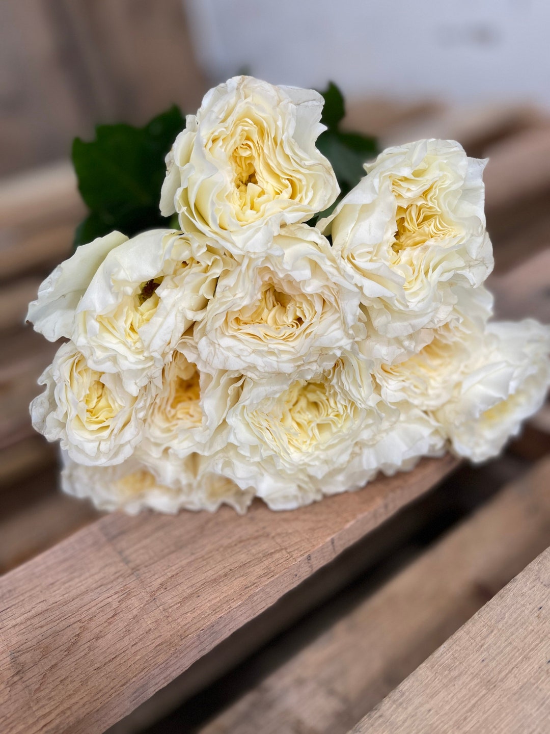 Fresh Patience Garden Roses Buttermilk White David Austin Wedding