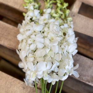 white dendrobiums orchids