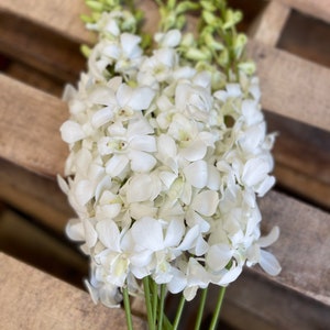 white dendrobiums orchids