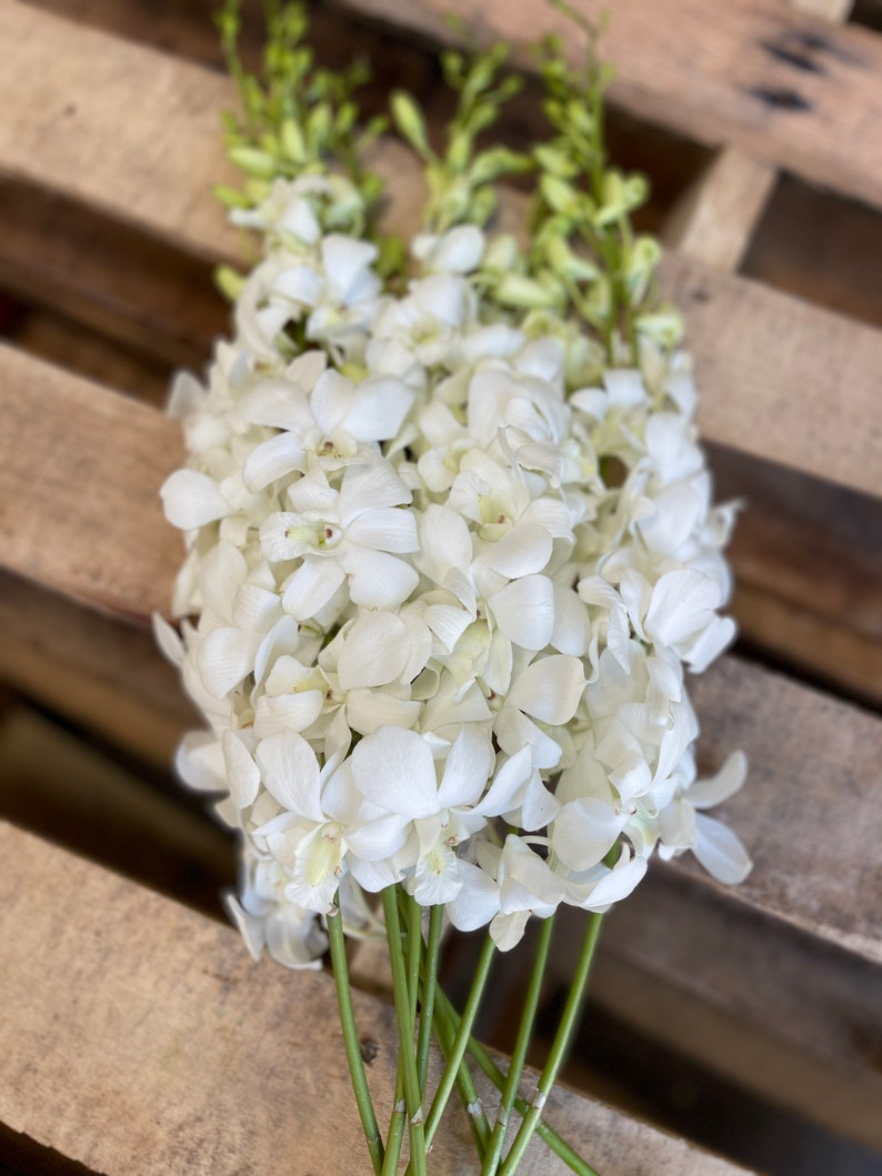 white dendrobiums orchids