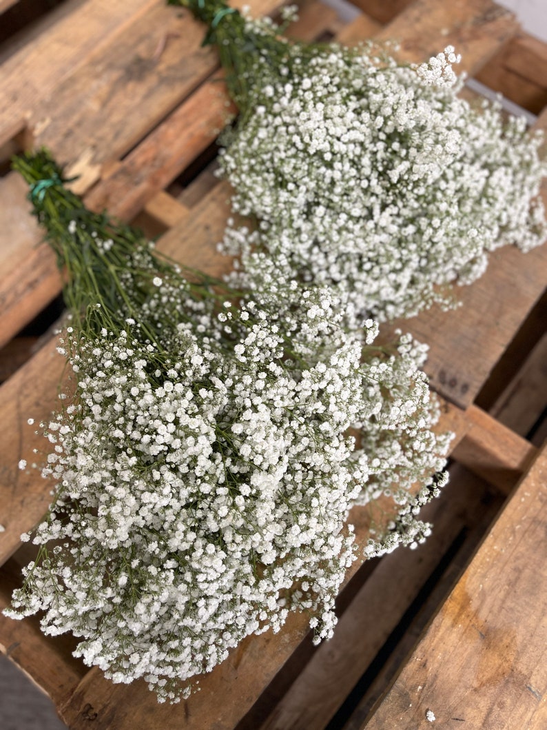 XL Babys Breath Bunch // Fresh Babysbreath Bouquet// Million Etsy