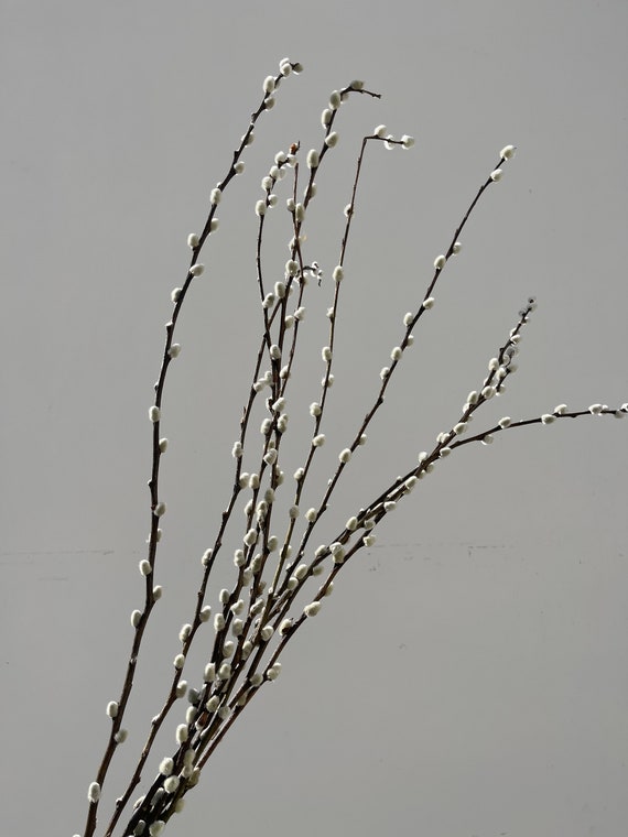 Pussy Willow Branches - 20 Stems Real Natural Dried Salix Branches –