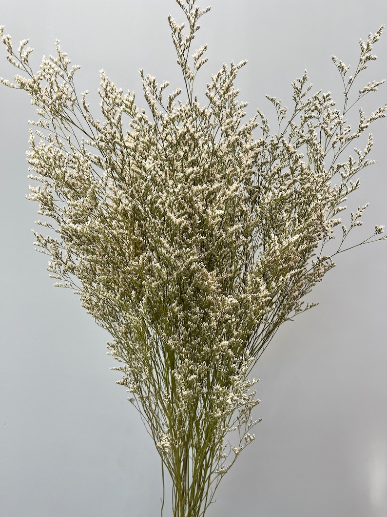 Preserved White Misty // Dried Wedding Flowers // White Caspia image 1