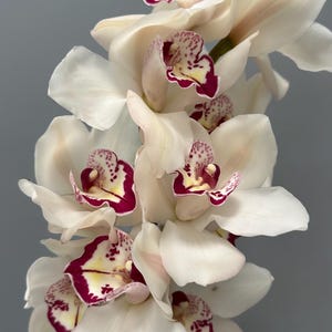 May include: A vertical stem of Cymbidium orchids featuring multiple cream-colored petals. Each flower has a central labellum with deep magenta markings, small red speckles, and a pale yellow throat, creating a striking contrast against the white.