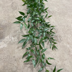 Fresh Italian Ruscus Garland // Fresh Garland // Wedding Garland // Real Fresh Italian Ruscus Greenery Garland