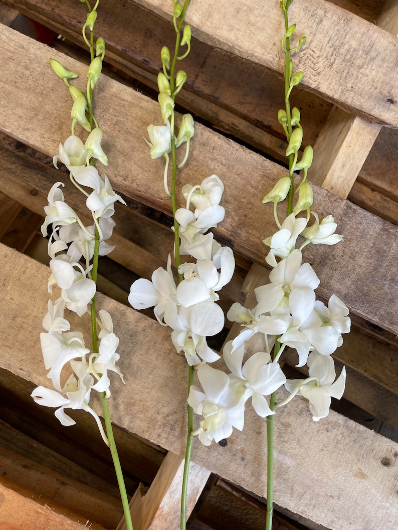 May include: Three stems of white orchids with green stems and buds. The orchids are arranged on a wooden pallet.